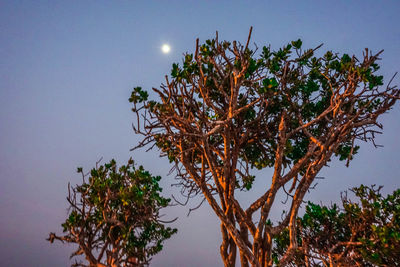 Low angle view of tree against sky