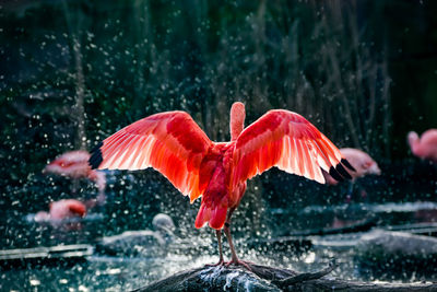 View of bird flying against the sky