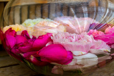 Close-up of pink flowers