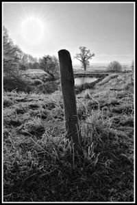 Cactus growing on field against sky