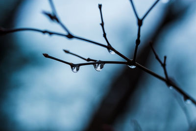 Close-up of raindrops on twig