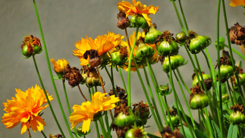 Close-up of honey bee on yellow flowering plant