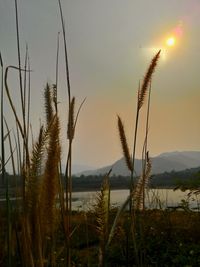 Close-up of reed grass by lake against sky during sunset