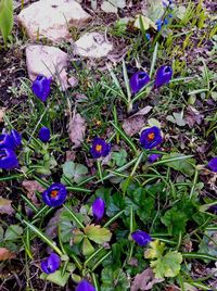 Close-up of purple flowers blooming in field