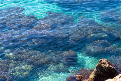 High angle view of coral in sea