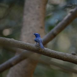 Close-up of bird perching on branch