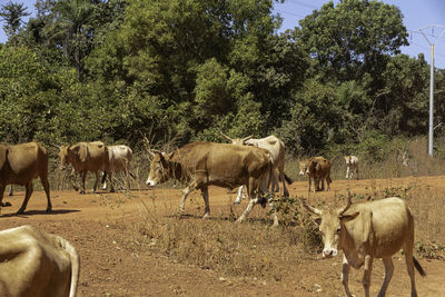 Cows on field