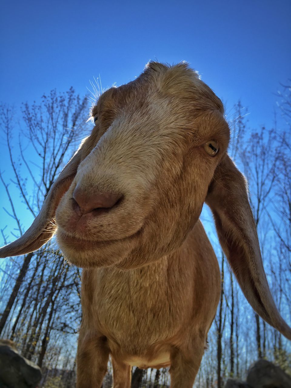 animal themes, mammal, one animal, clear sky, tree, wildlife, blue, low angle view, livestock, animals in the wild, herbivorous, animal head, horse, nature, domestic animals, zoology, sky, vertebrate, no people, giraffe