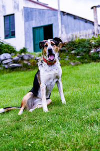 Portrait of dog on field