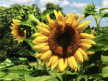 Close-up of sunflower