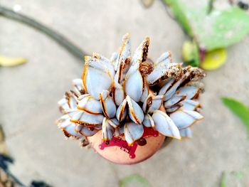 High angle view of shell on plant