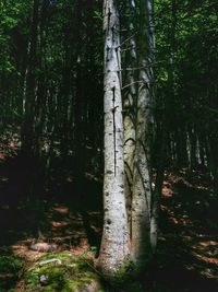 Trees in forest