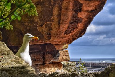 Bird perching on rock formation against sky