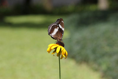 Butterfly on yellow flower