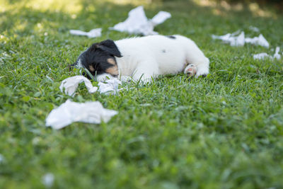 View of a dog on field