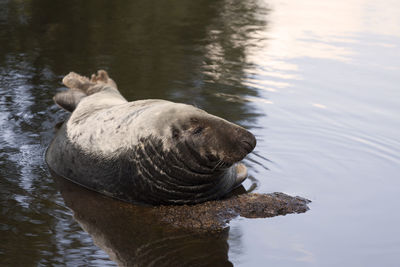 A chubby seal lying and sunbathing on a rock