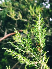 Close-up of fresh green plant