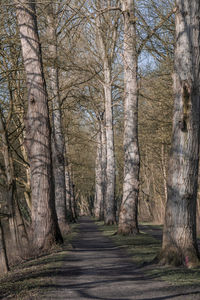 Footpath amidst trees in forest