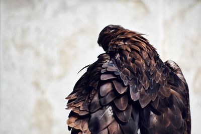 Close-up of eagle