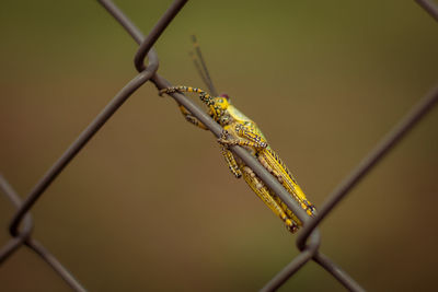 Close-up of insect on chainlink fence