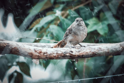 Close-up of bird perching on branch