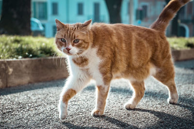 Full length of a cat