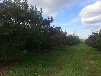 Trees on field against sky