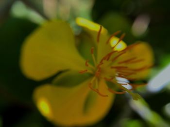 Close-up of yellow flowering plant