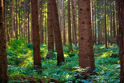 Trees in forest