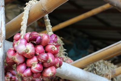 Close-up of pink roses on plant