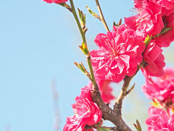 Low angle view of pink flowering plant against sky