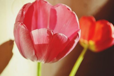 Close-up of pink tulip