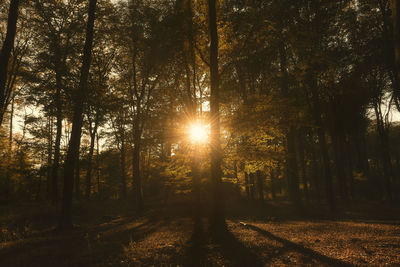 Trees in forest