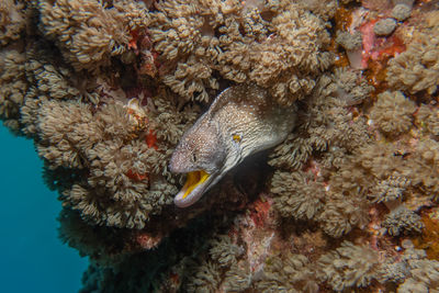 Fish swimming in sea