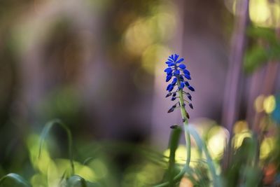 Close-up of blue flowers blooming outdoors