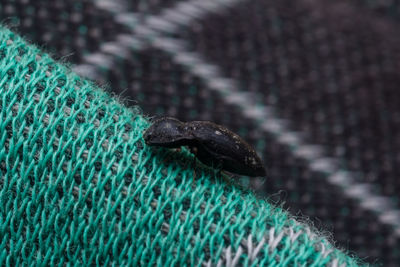 Close-up of lizard