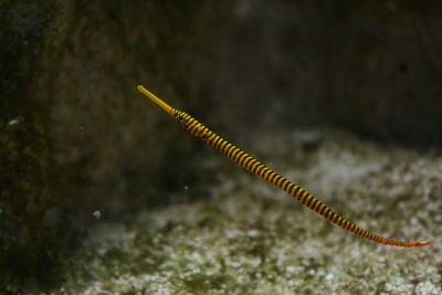 Close-up of seahorse swimming in sea