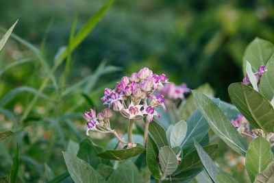 Close-up of purple flowering plant