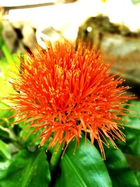 Close-up of orange flower