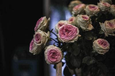 Close-up of wilted roses