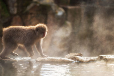 View of monkey in water