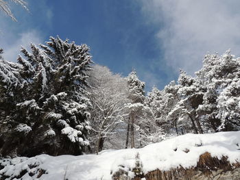 Snow covered plants and trees against sky