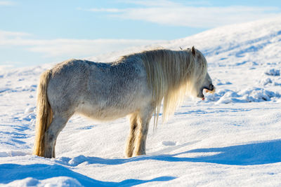 View of a horse on snowy field