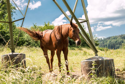 Horse standing in a field