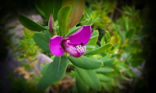 Close-up of purple flower blooming outdoors