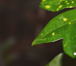 Close-up of green leaves