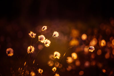 A beautiful cotton-grass heads in the warm sunset light. white fluffy cotton-grass flowers.