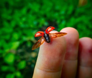 Close-up of a hand holding small