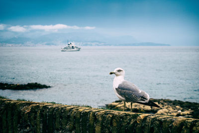 Sea gull on a wall in the foreground with a large yacht in the background on the mediterranean sea