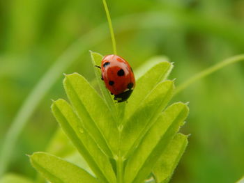 Close-up of ladybug on leaf